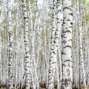 white birch tree forest fresh bark wax scent