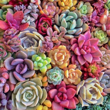 Load image into Gallery viewer, Rainbow succulent plants baja cactus blossom flower wax scent
