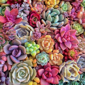 Rainbow succulent plants baja cactus blossom flower wax scent