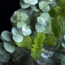 Load image into Gallery viewer, Fresh mint leaves nestled with eucalyptus.
