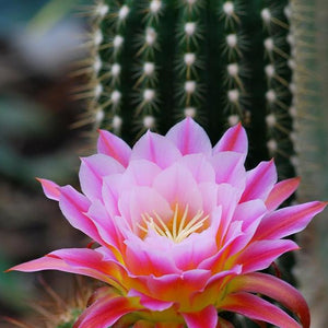 blooming pink cactus flower and cactus wax scent